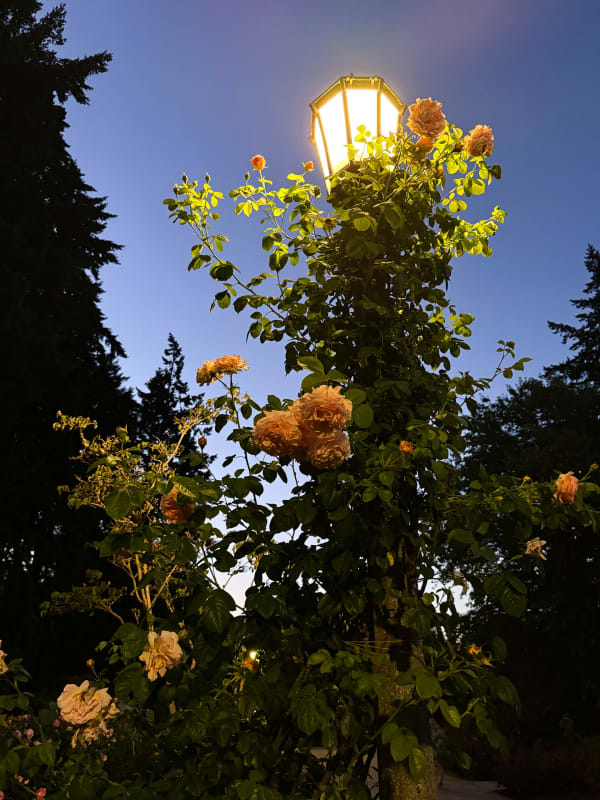 International Rose Test Garden