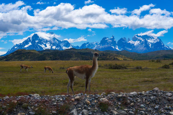 Torres del paine guanacos