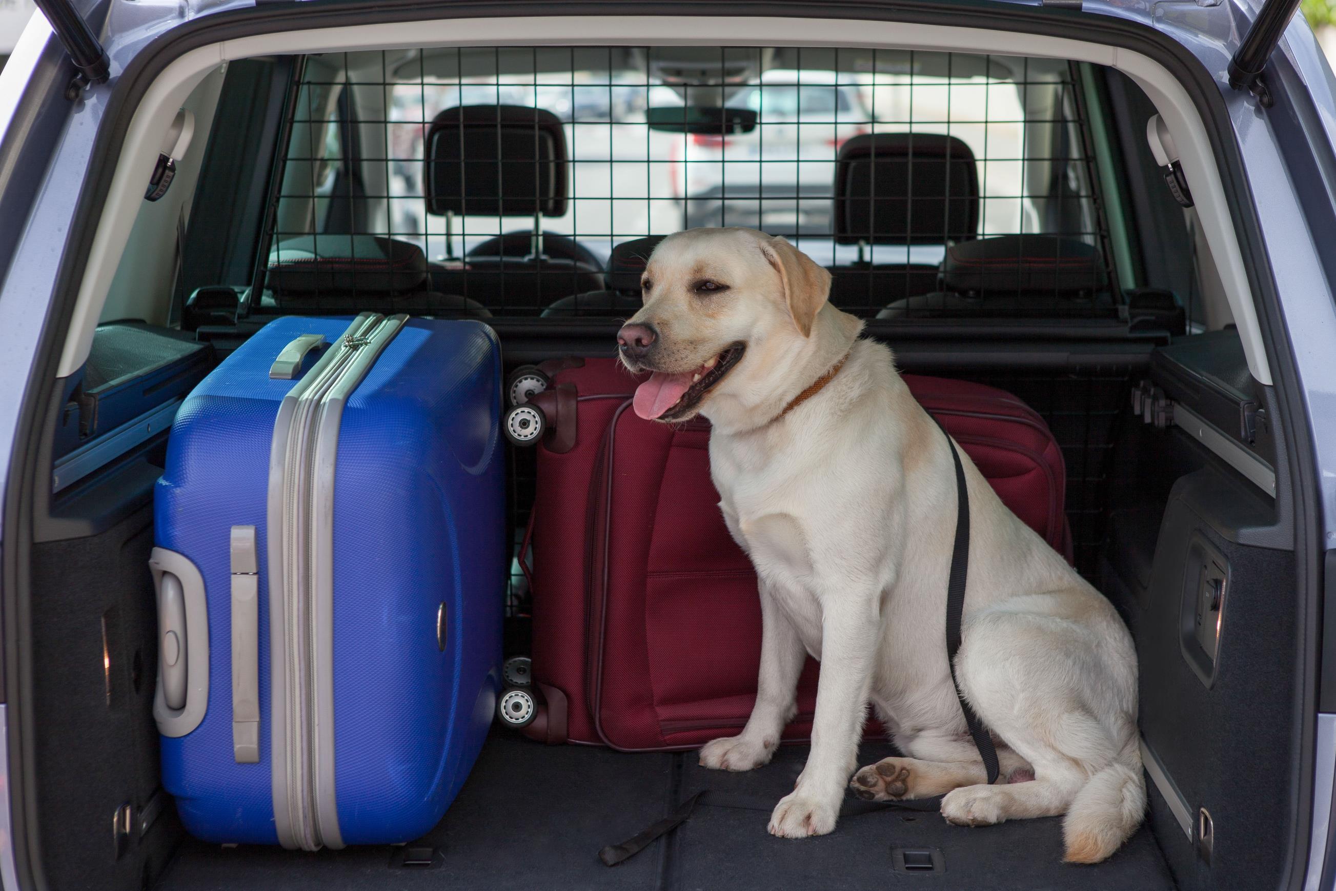 ¿Cómo debo llevar al perro en mi nuevo coche?