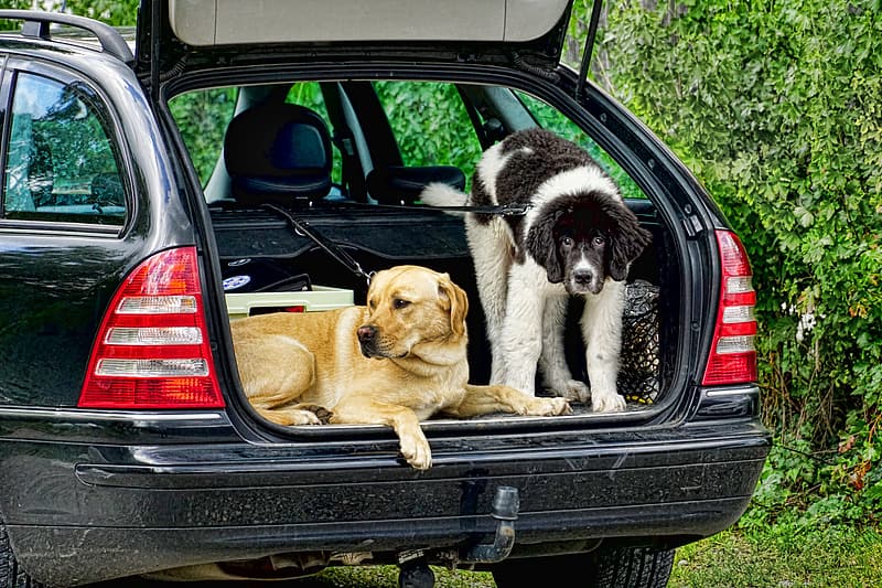 ¿Cómo debo llevar al perro en mi nuevo coche?