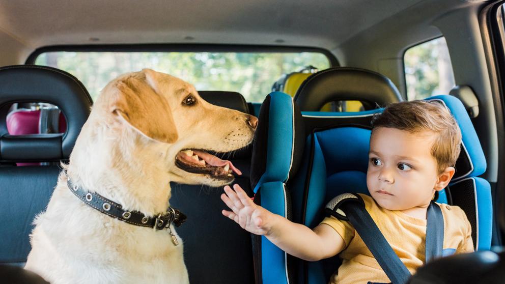 ¿Cómo debo llevar al perro en mi nuevo coche?