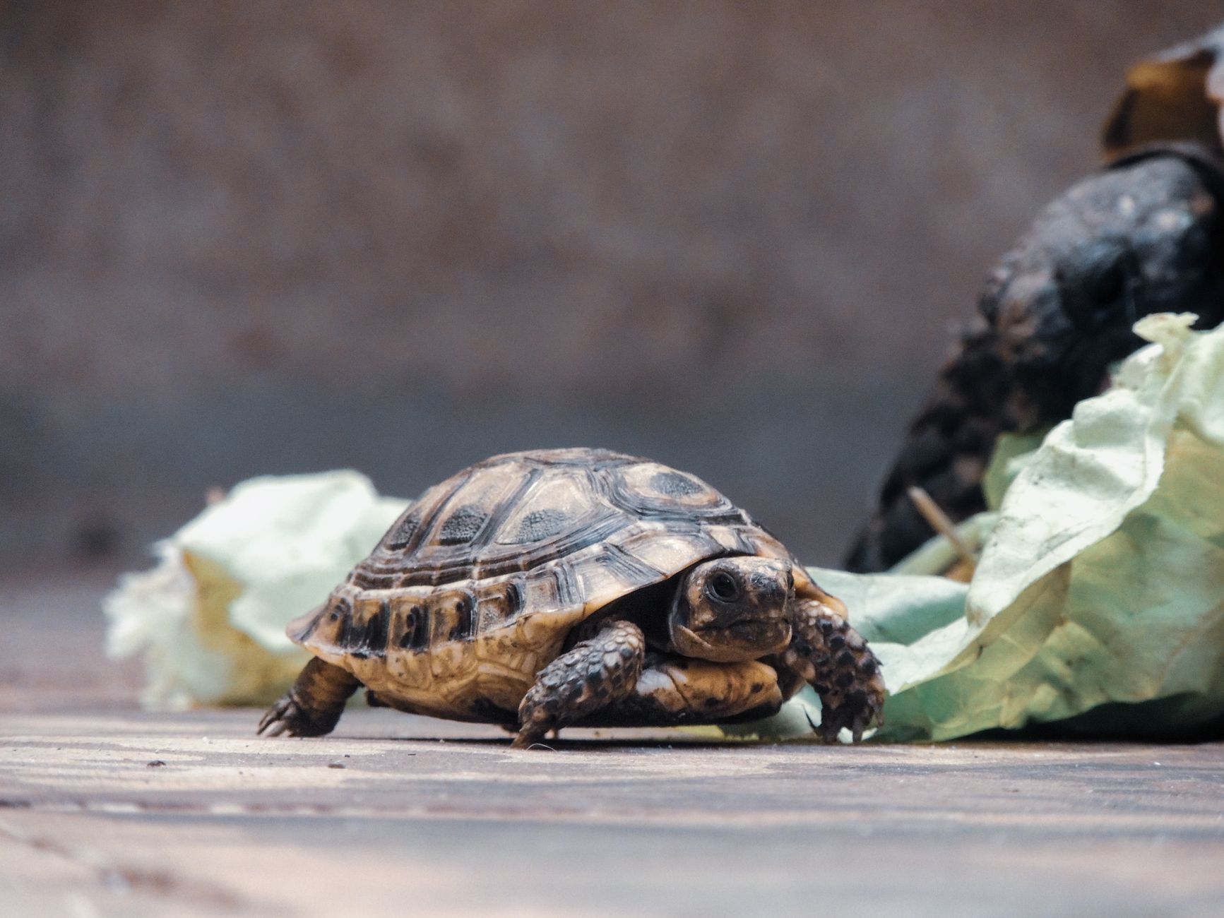 A detailed close-up shot of a tortoise walking indoors on a hard surface with lettuce around.