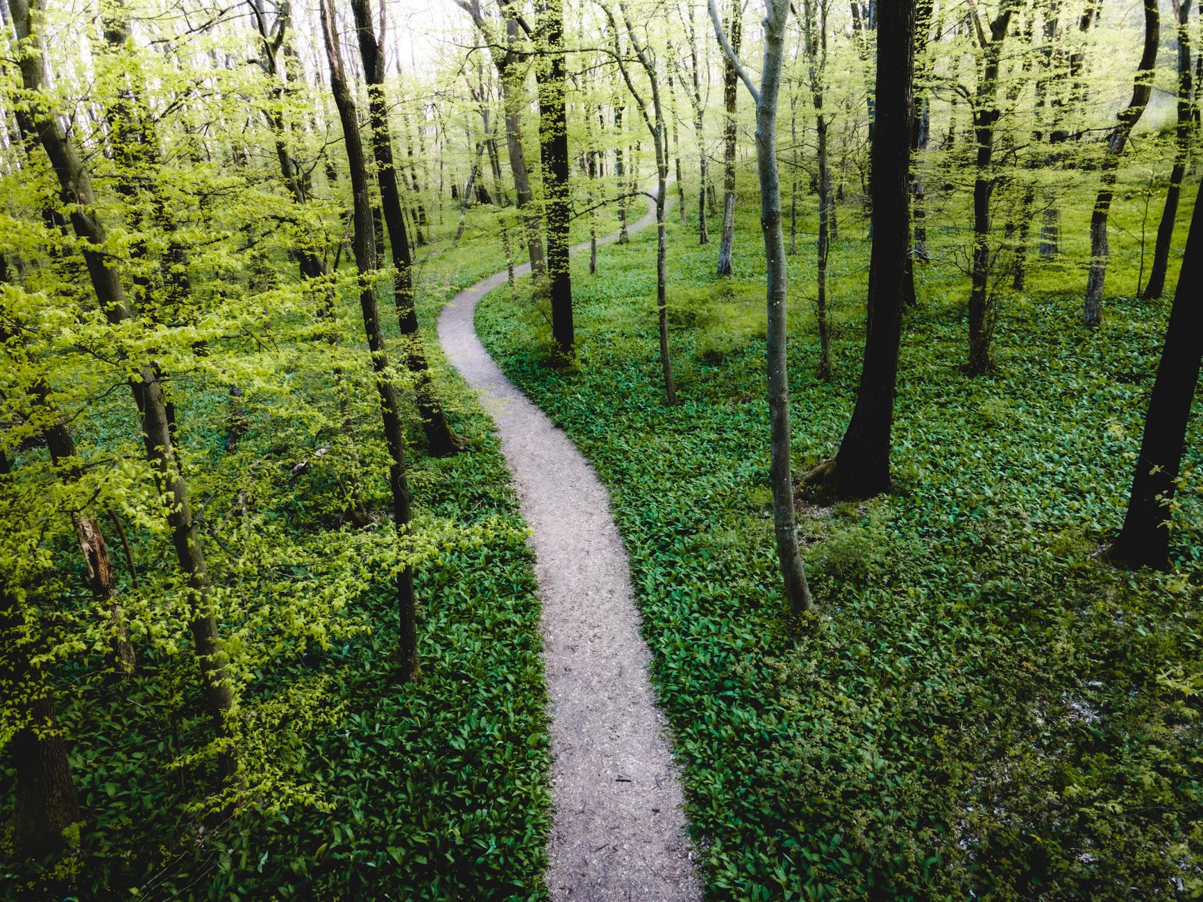 A tranquil footpath winds through a lush, green forest, inviting exploration and adventure.