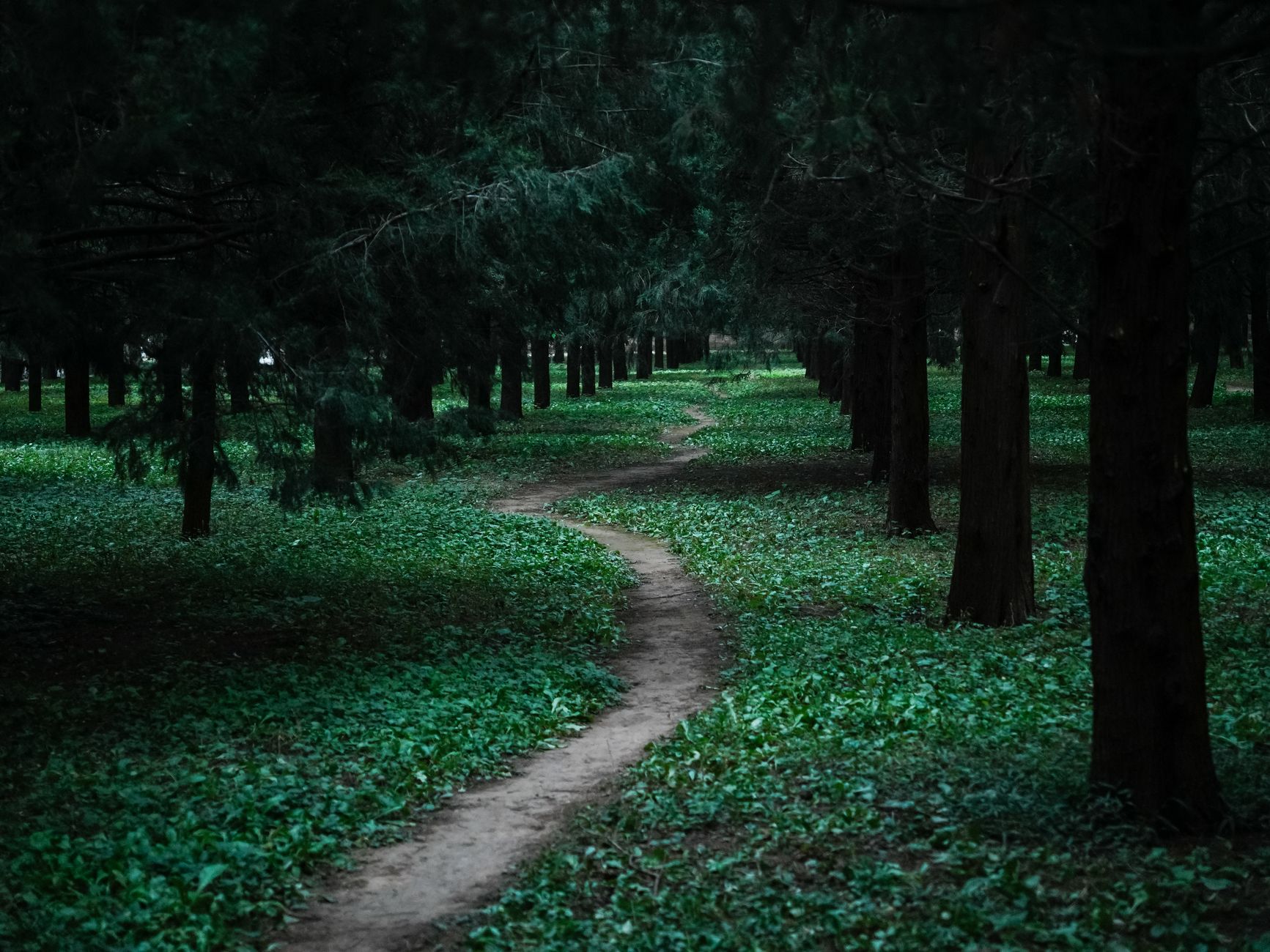 Tranquil forest scene with a winding path through lush green woods, inviting exploration.