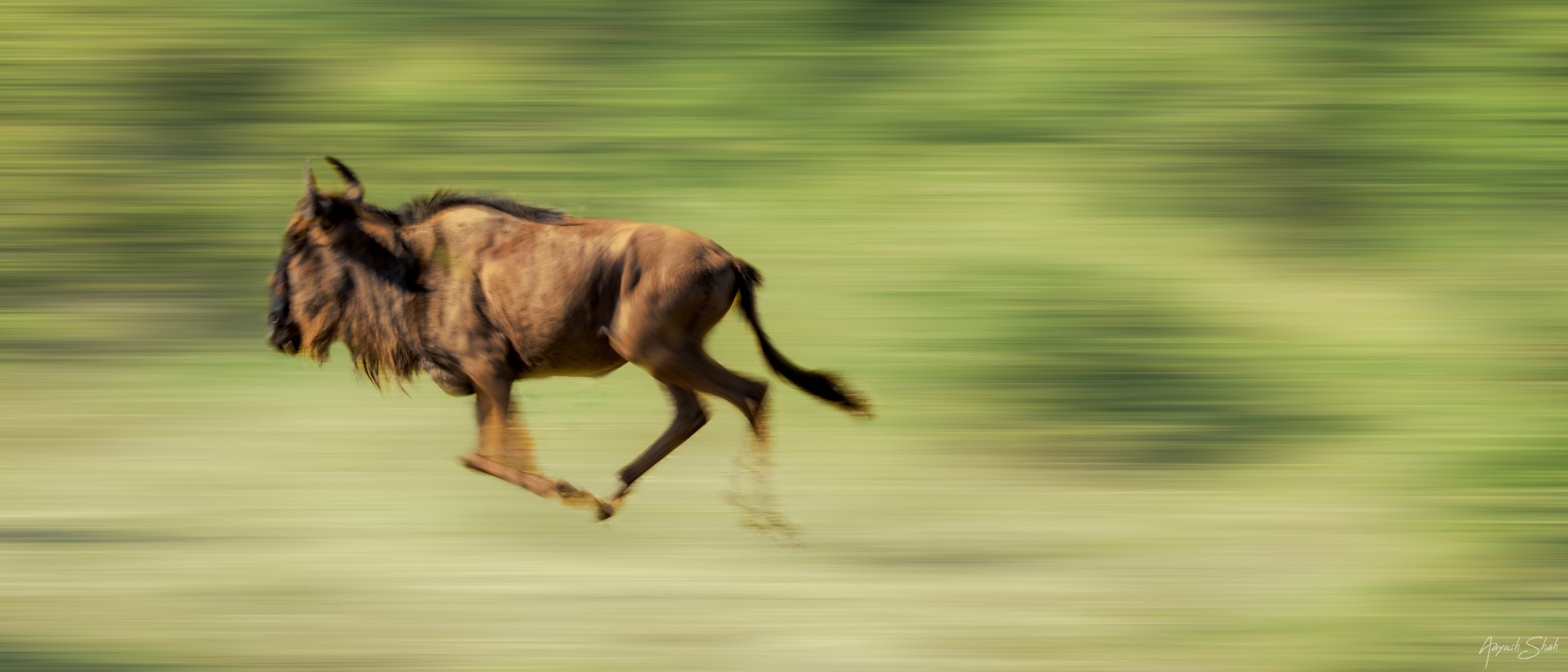 Wildebeest migration