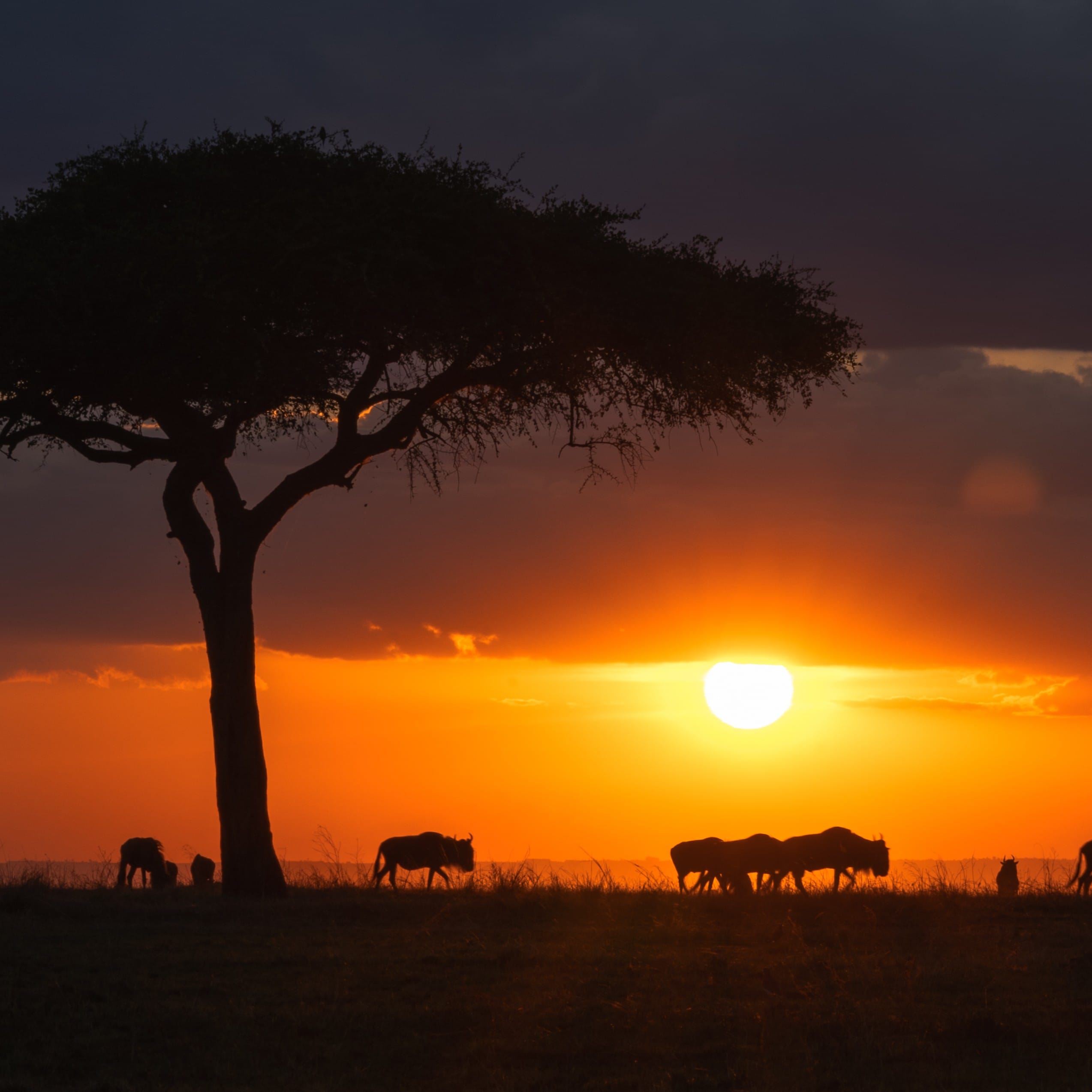 mara, kenya | sunset silhouettes | 2024