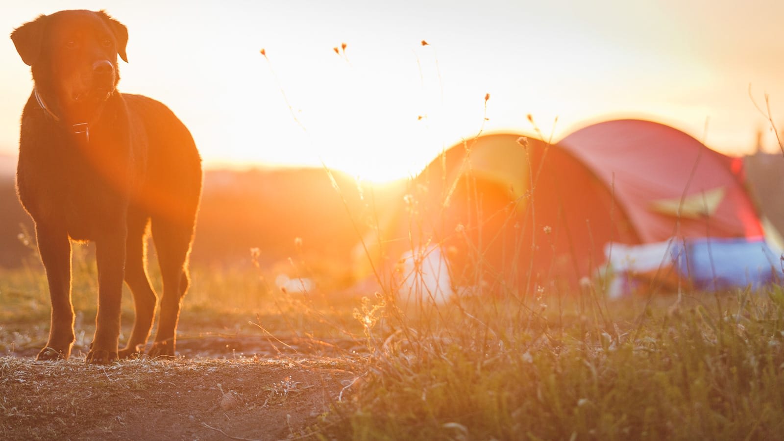 Tent camping with dogs