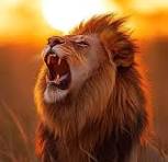 lion