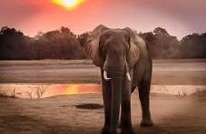 elephant