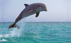dolphin