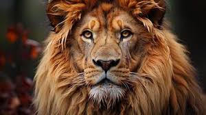 lion