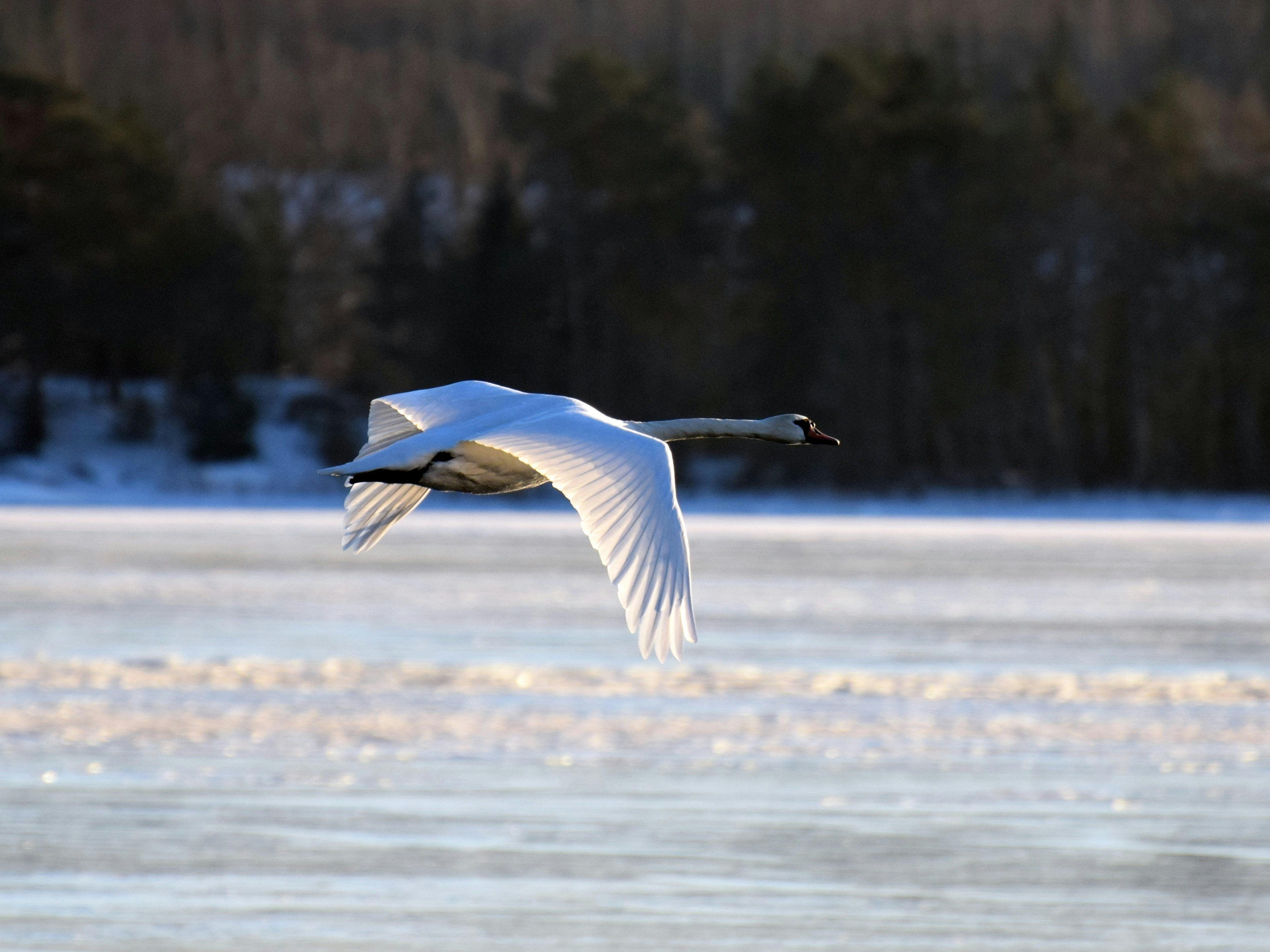 TheWittySwan