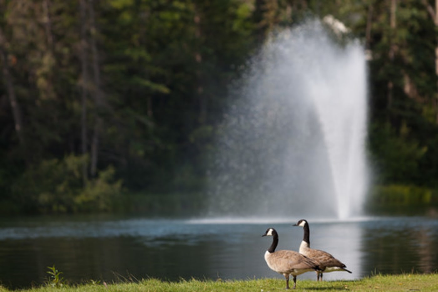 Bowness Park in Calgary