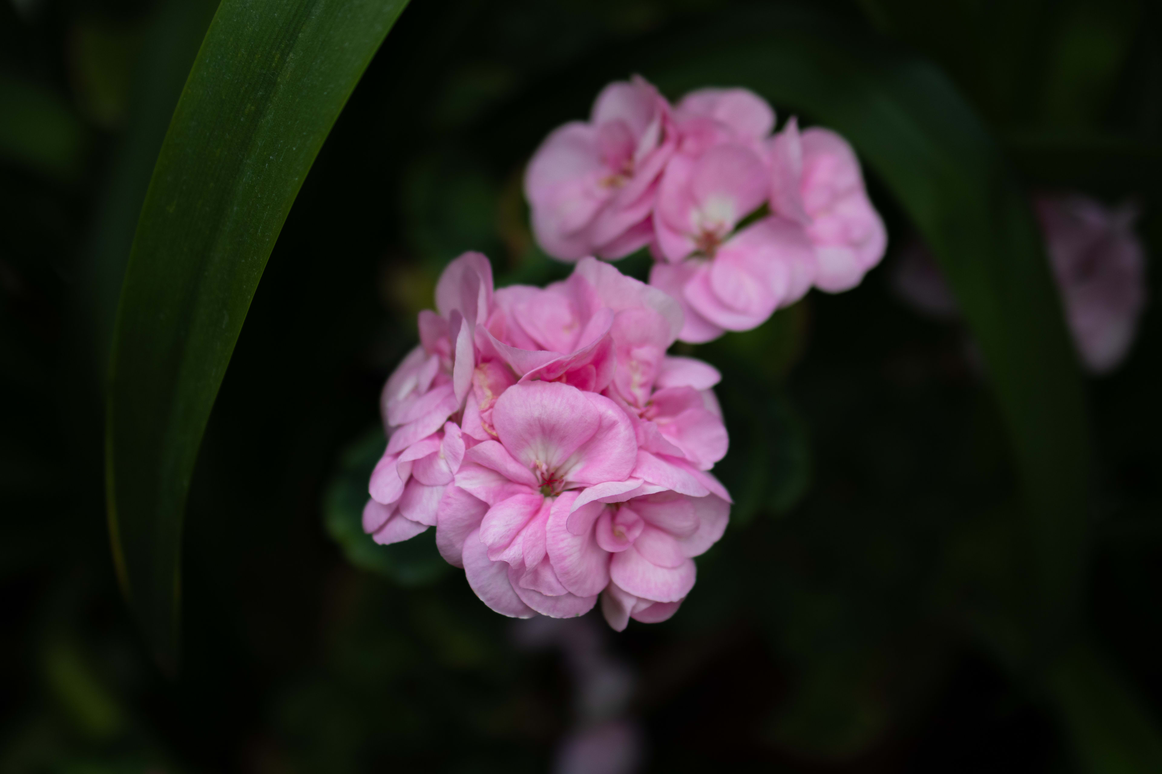 Flower Dome, Gardens by the bay, Singapore