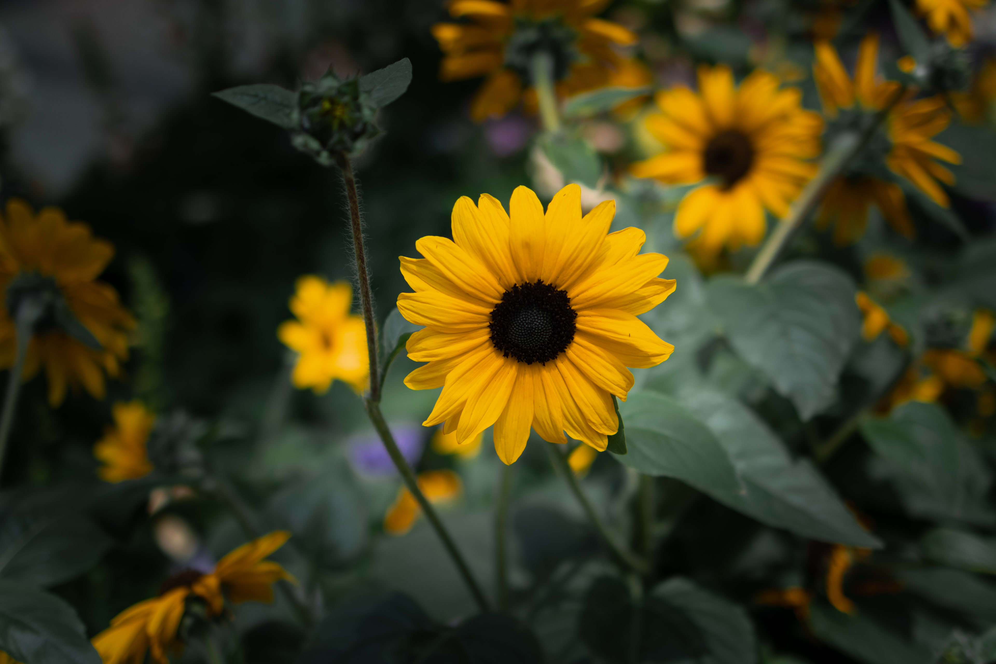 Flower Dome - Gardens by the bay, Singapore