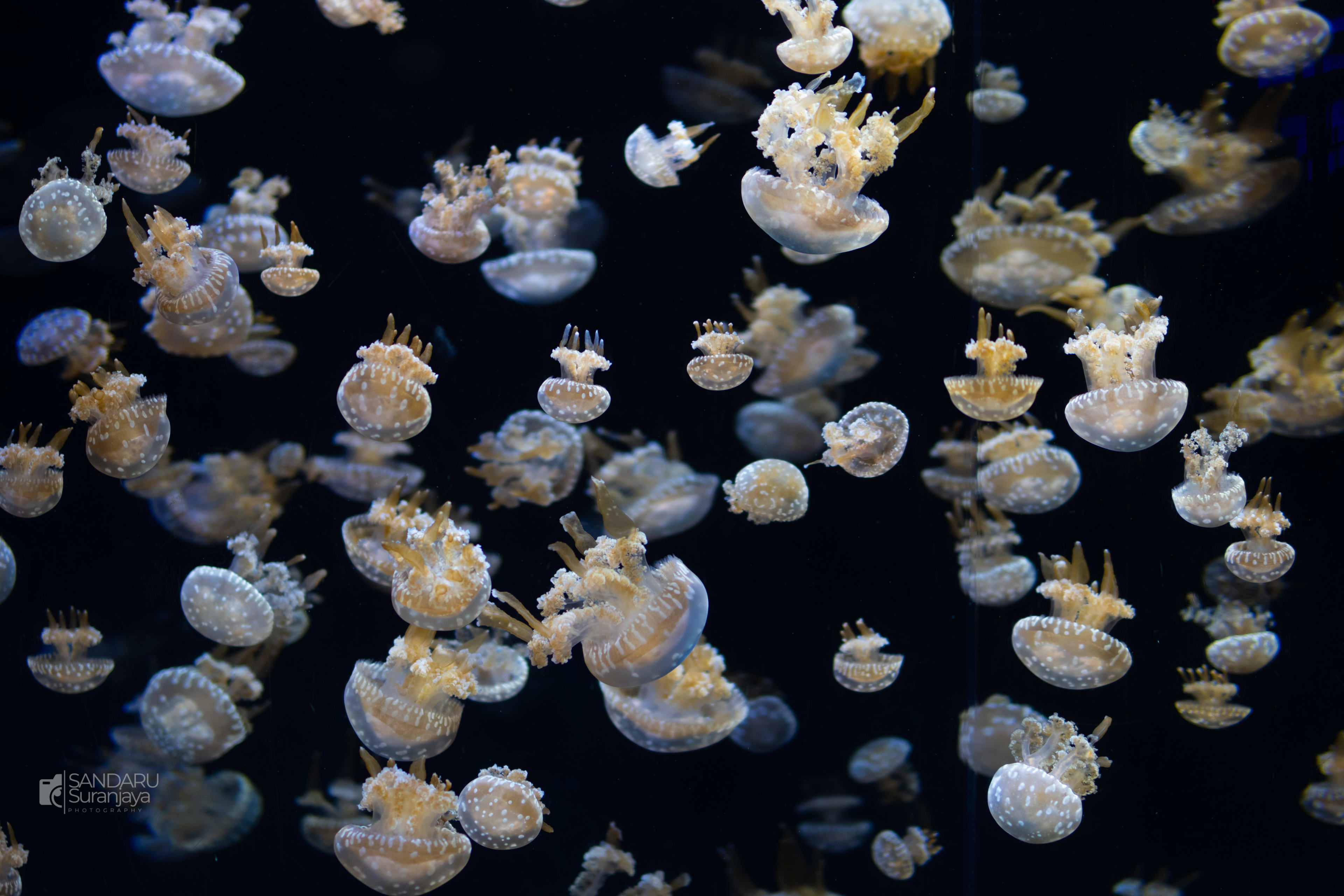 Floating Jelly Fish, SEA Aquarium Singapore
