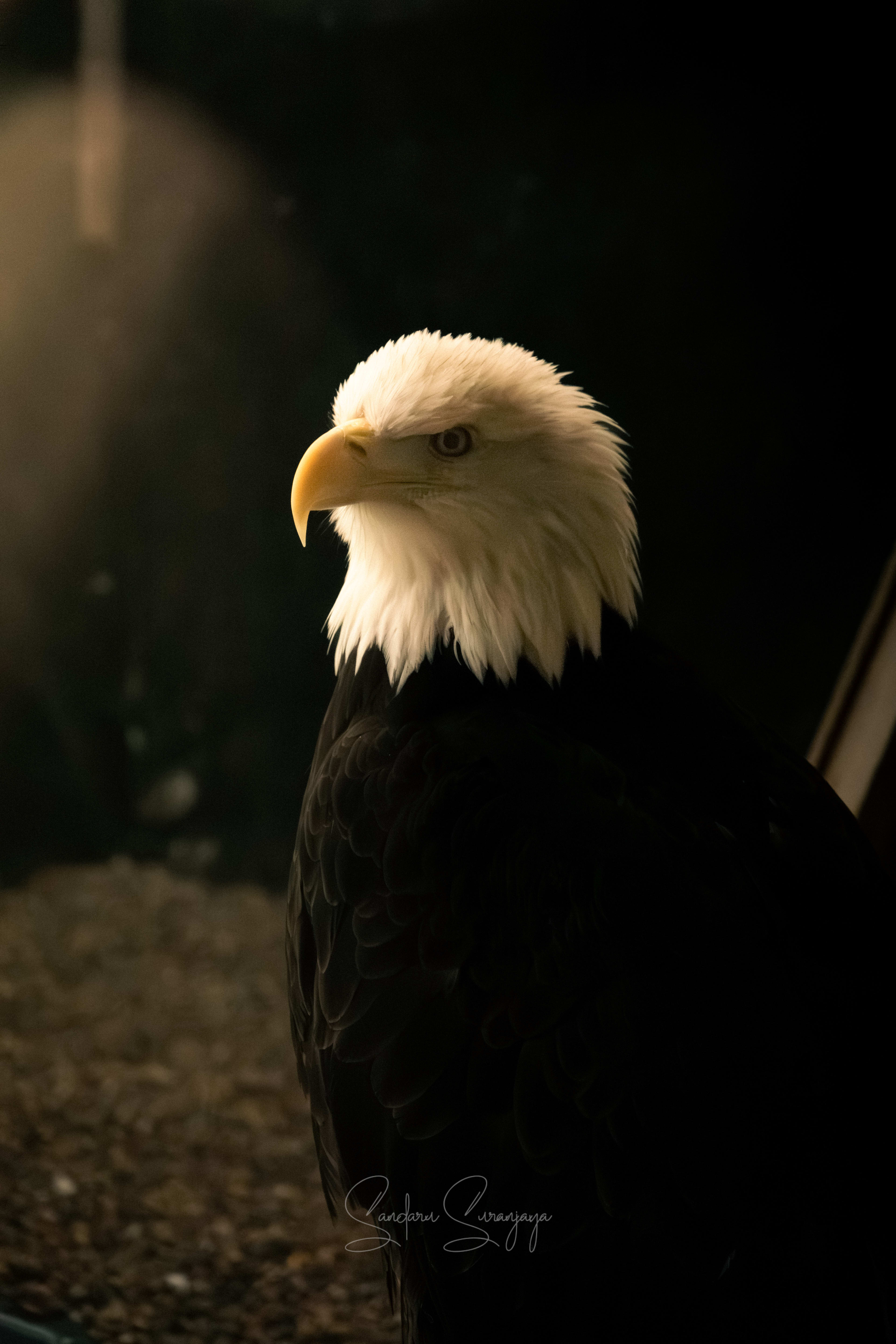 Bald Eagle found in Minnesota, US