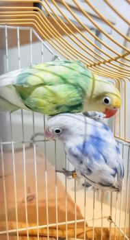 Jeune couple d'oiseaux Fisher en bonne santé