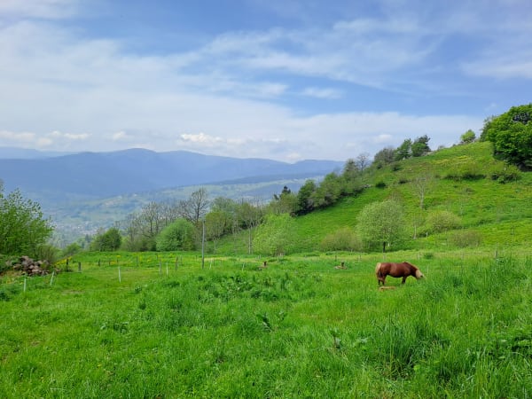 Bergwiese bei Hohrodberg
