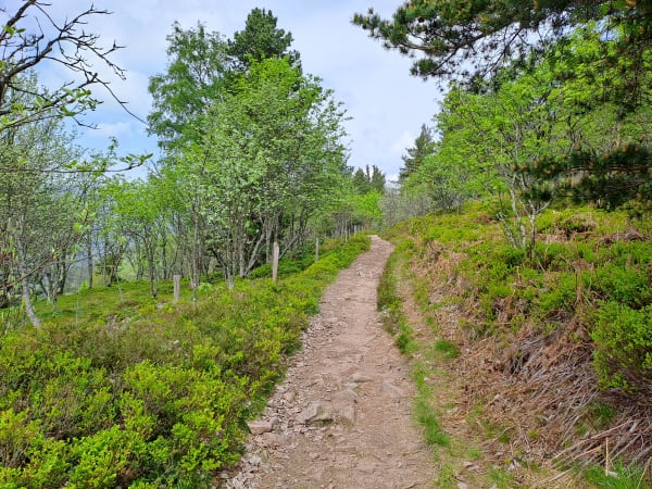 Weide und Vogesenlandschaft