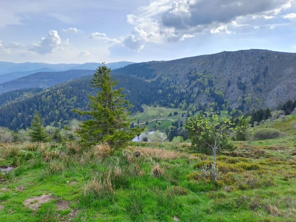 Laubwald im Herbstlicht