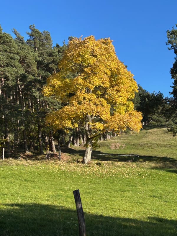 Herbstpfad durch den Vogesenwald