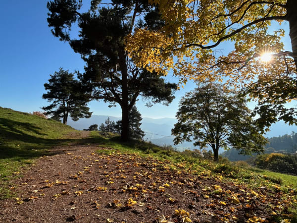 Laubwald im Herbstlicht