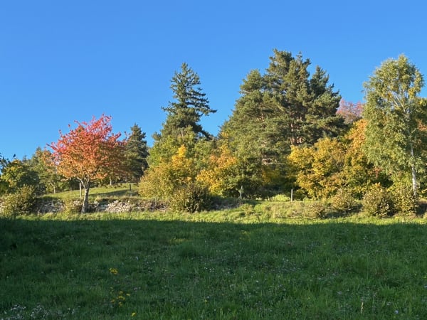 Herbstwiese bei Hohrodberg