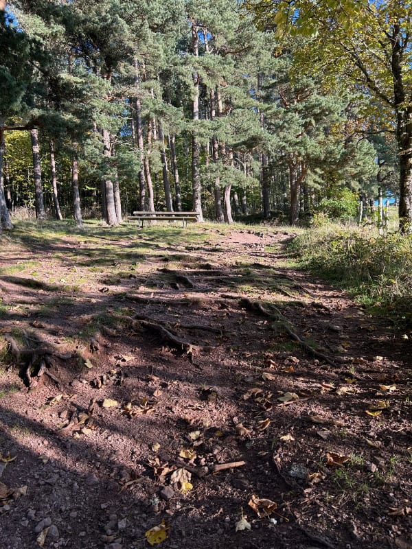 Stiller Wald in den Hochvogesen