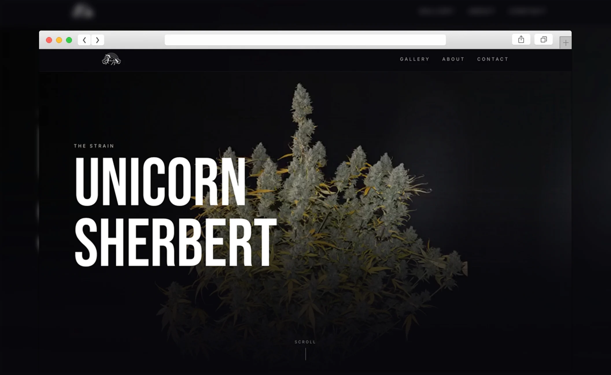 Unicorn Sherbert — view 1
