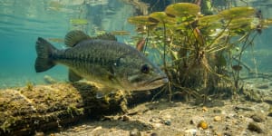 Black Bass