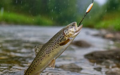 Pêcher la Truite en Rivière : Techniques et Astuces