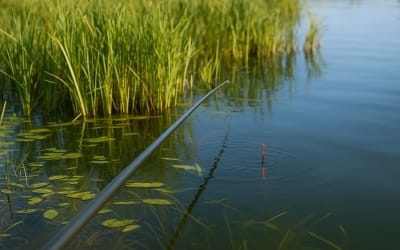 Pêche au Coup Moderne : Précision et Rendement