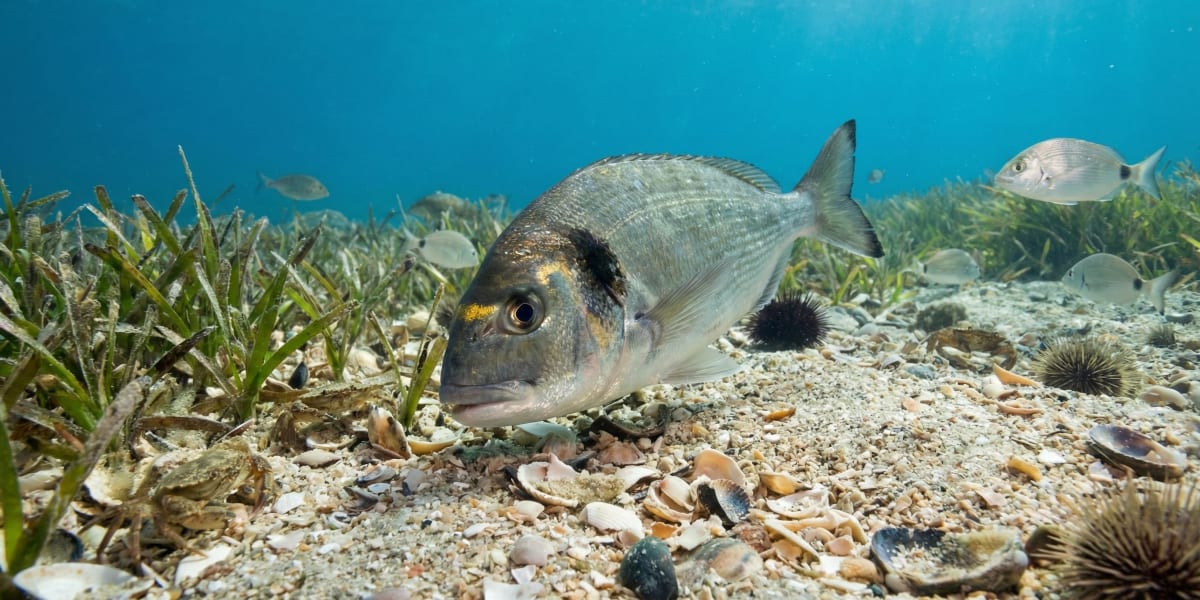 Photo de Dorade dans son milieu