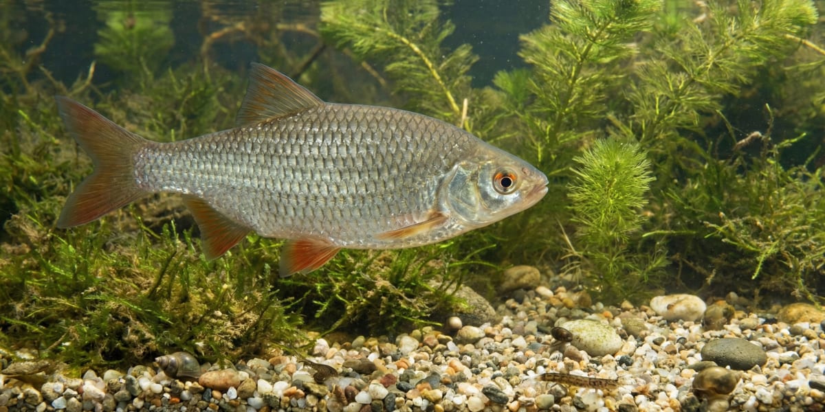 Photo de Gardon dans son milieu