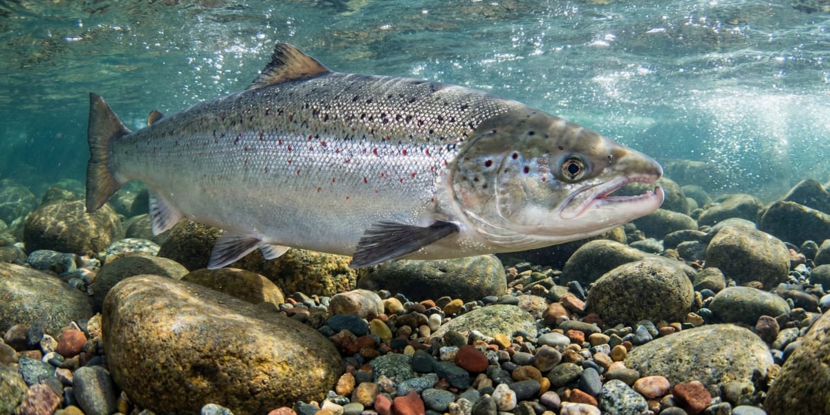Photo de Saumon dans son milieu