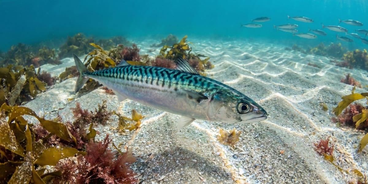 Photo de Maquereau dans son milieu