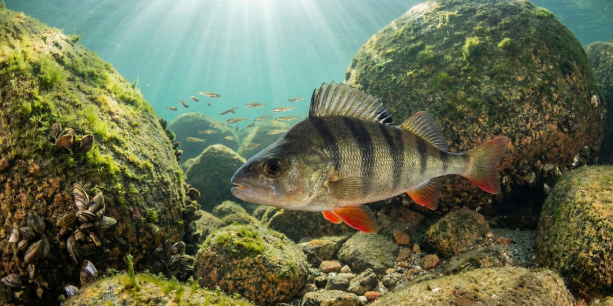 Photo de Perche dans son milieu