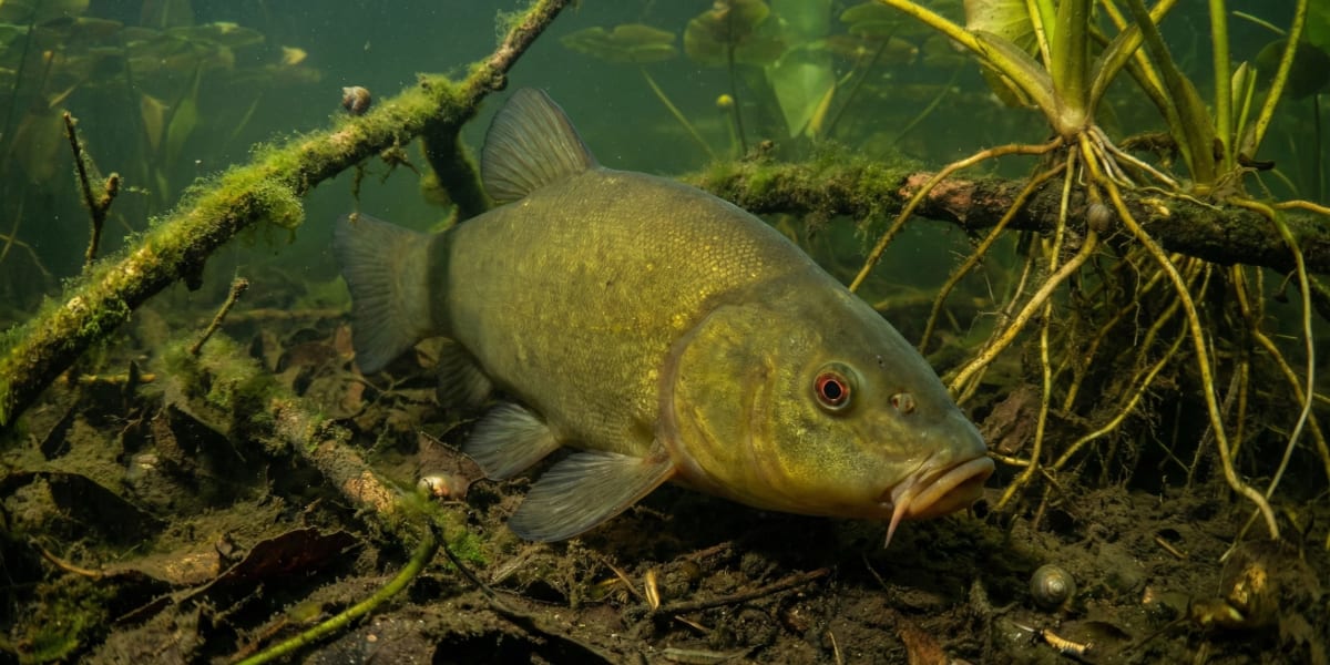 Photo de Tanche dans son milieu