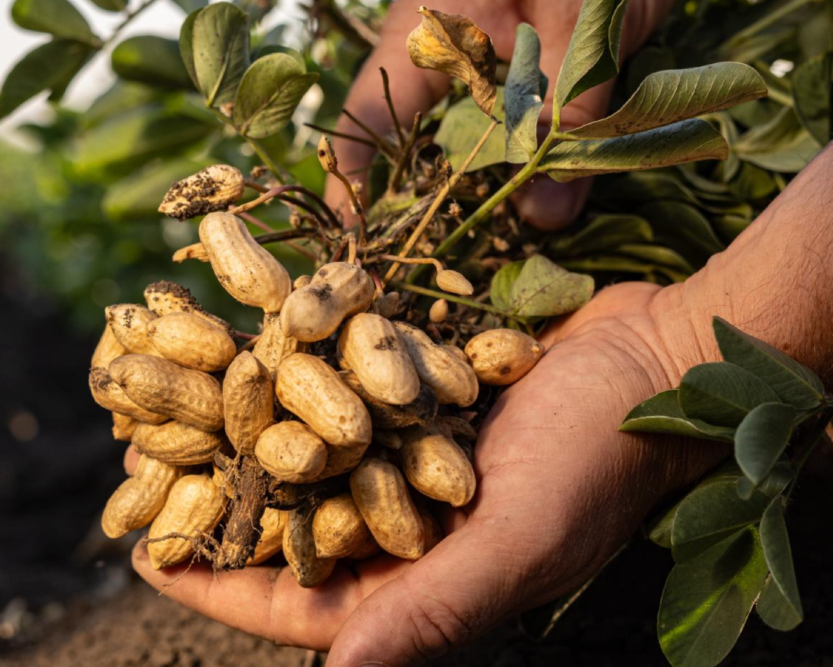 Handpicked Seeds