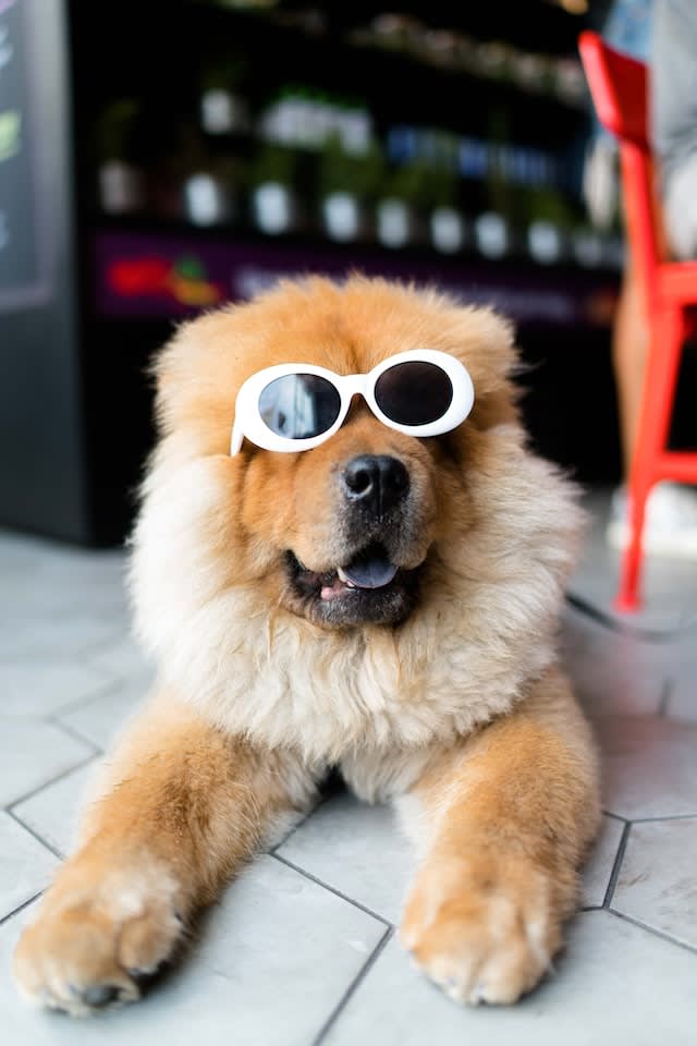 Howl-o-ween dog costume show at William the Fourth, Leyton