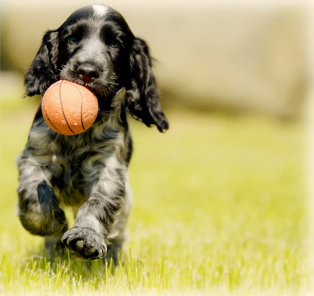 Doggie Harvest Festival at Ross & Friends, Berkhamsted