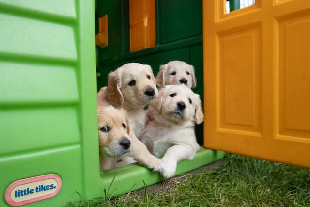 Four Paws Dog Play Centre, Wakefield