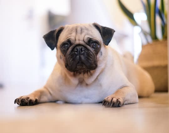 CuppaPug pug café, Edinburgh