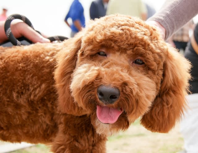 Halloween: Poo Party breed meet-up – Dogs Go