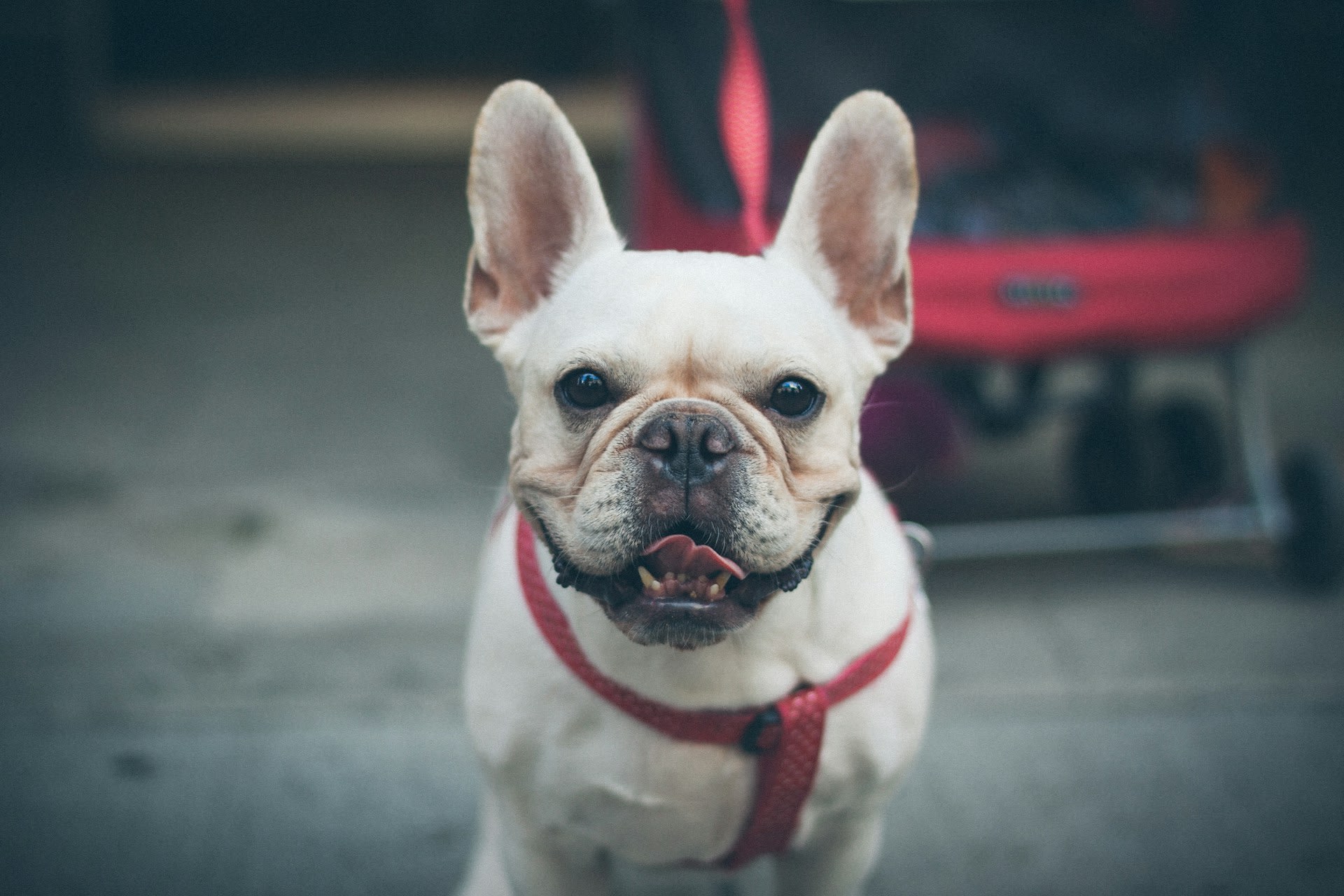 Frenchie social at Mutts About You, Hull