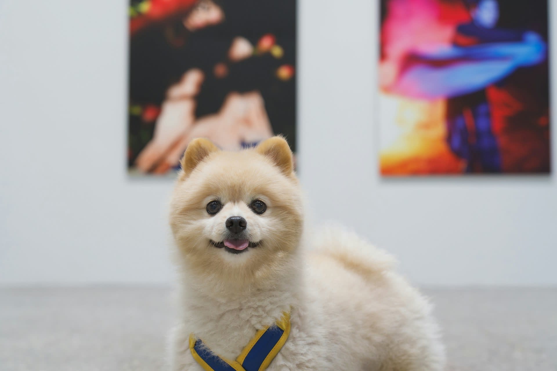 Dog-friendly November at Museum of Illusions London