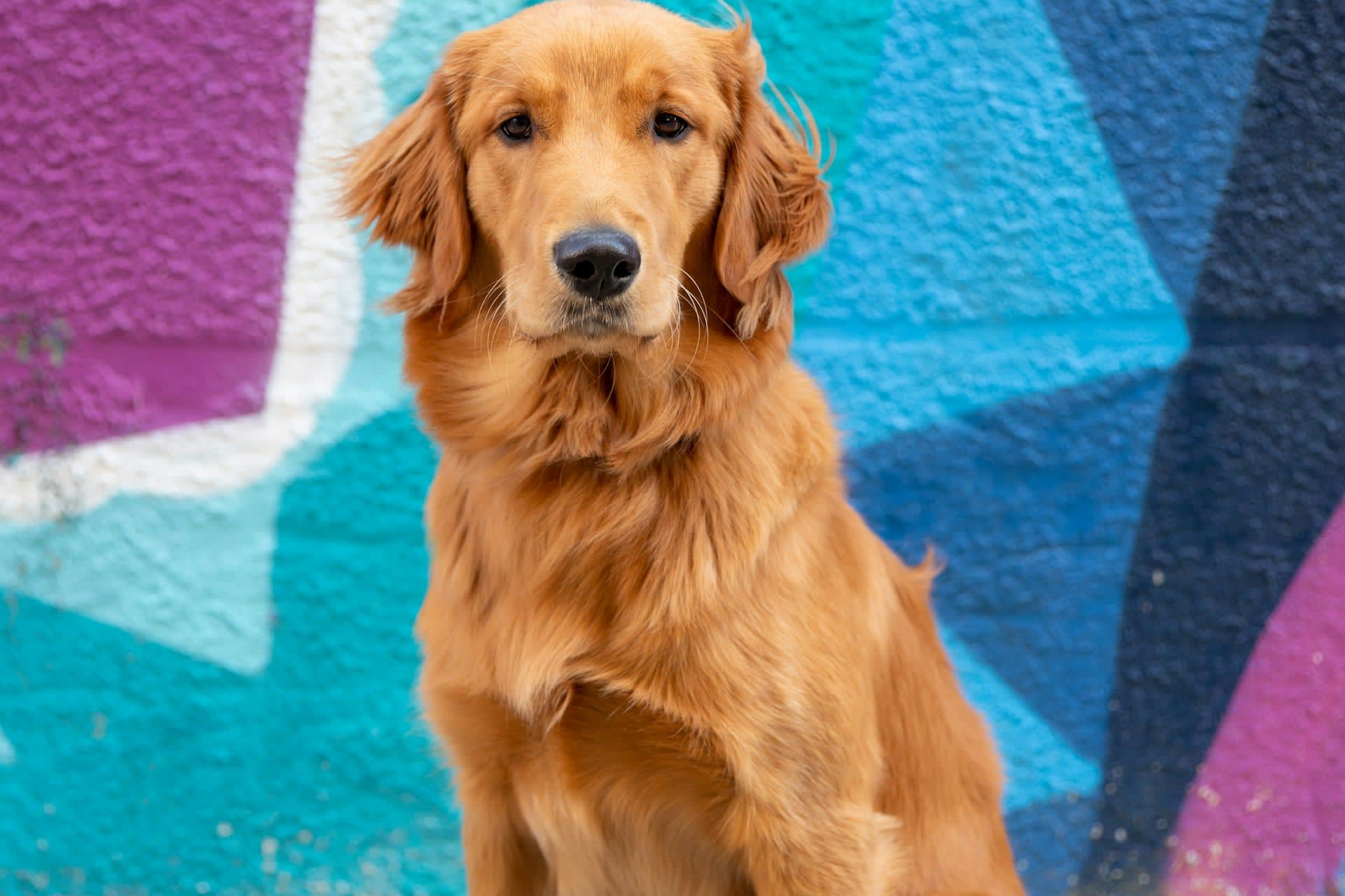 Dog-friendly November at Museum of Illusions London