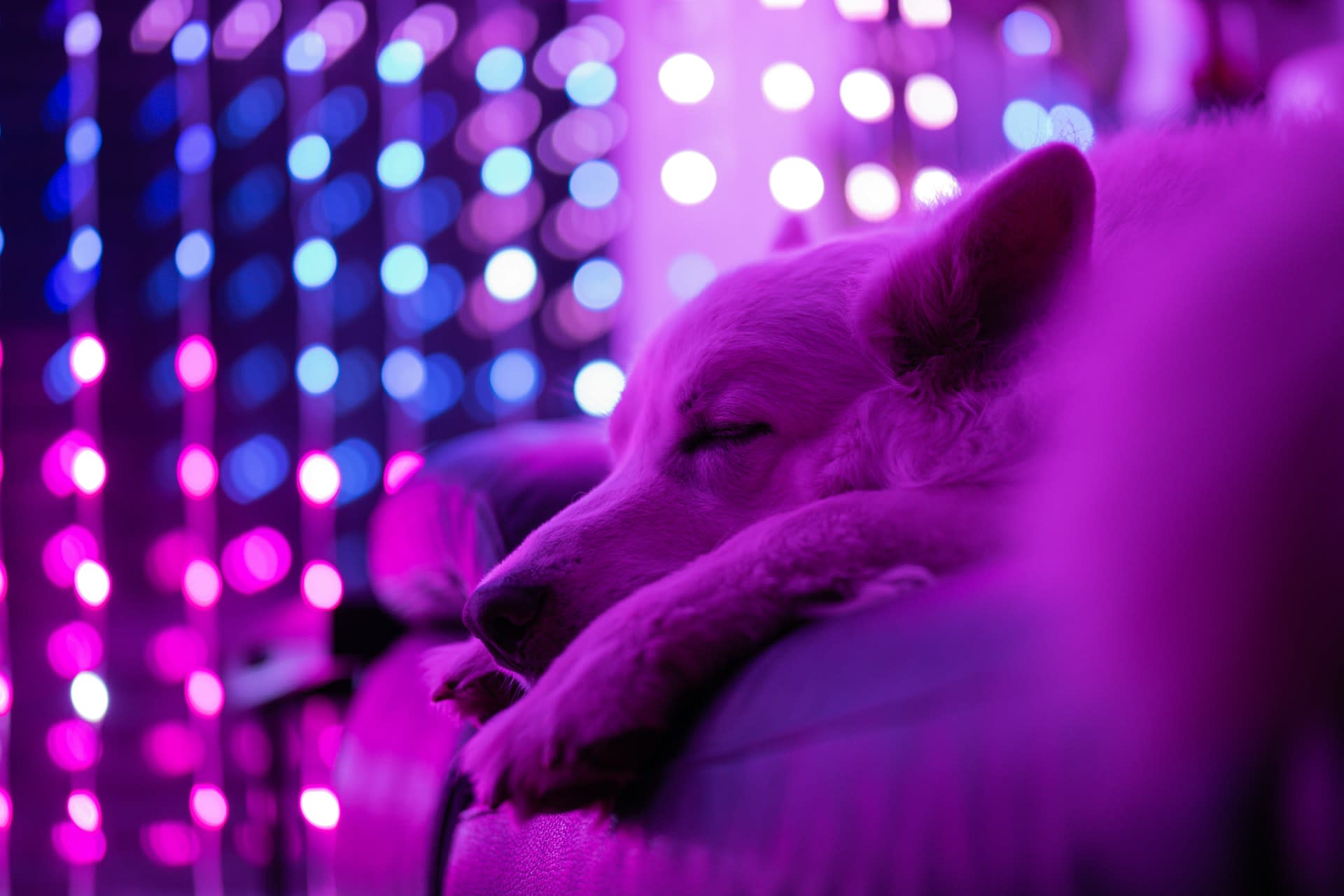 Dog-friendly nights on the Land of Lights lantern trail, Milton Keynes