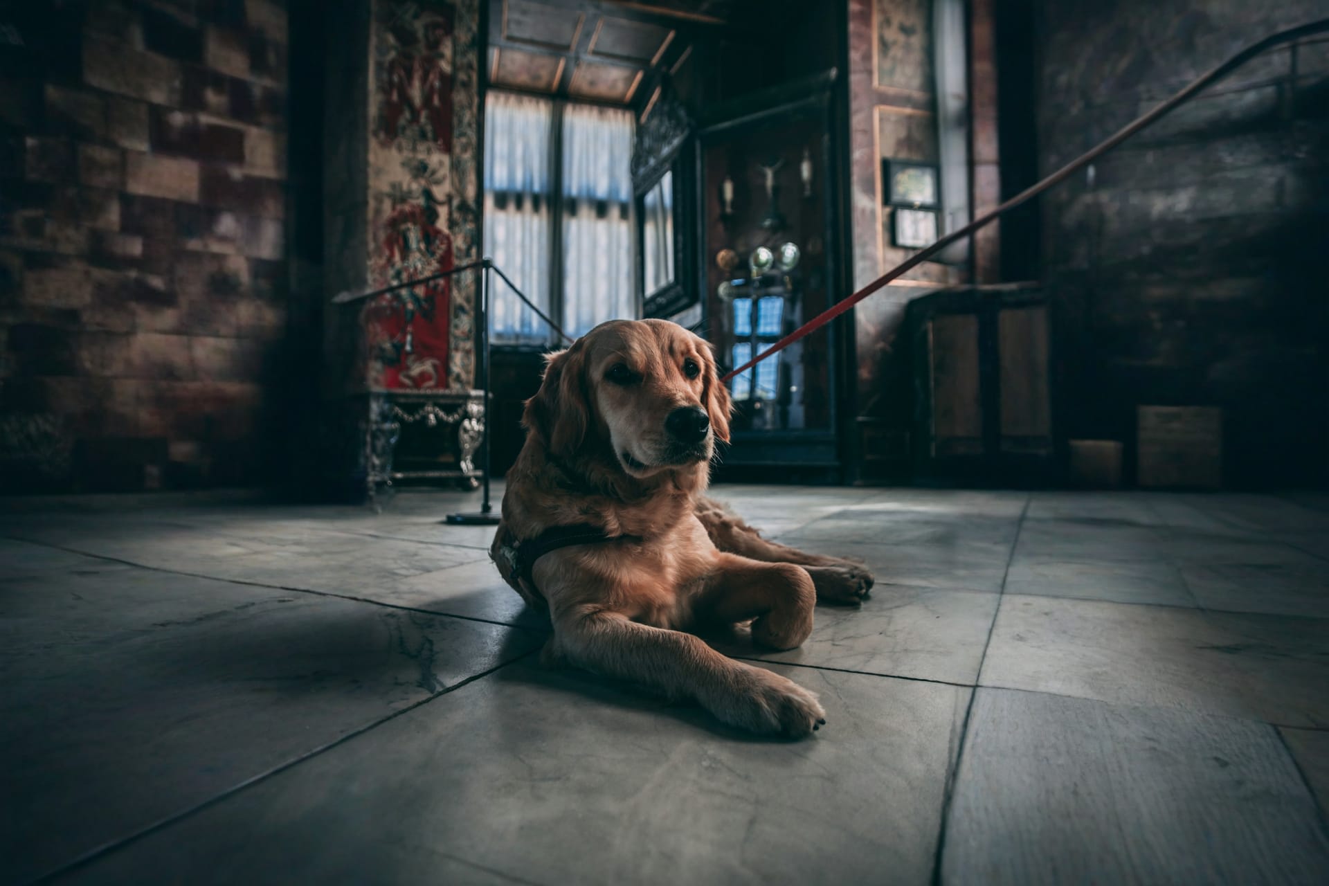 Paint, Paws & Mansfield at Mansfield Museum